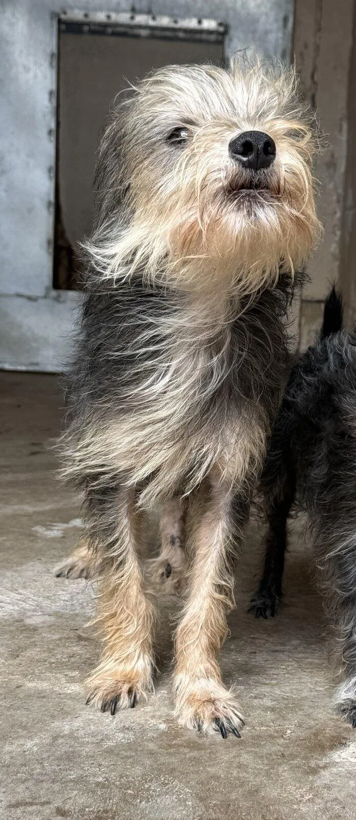 An adult small-sized male Terrier dog named Muneco for adoption in Blue Springs, MO