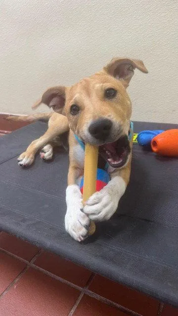 A young medium-sized male Labrador Retriever dog named Henry for adoption in Lake Hopatcong, NJ