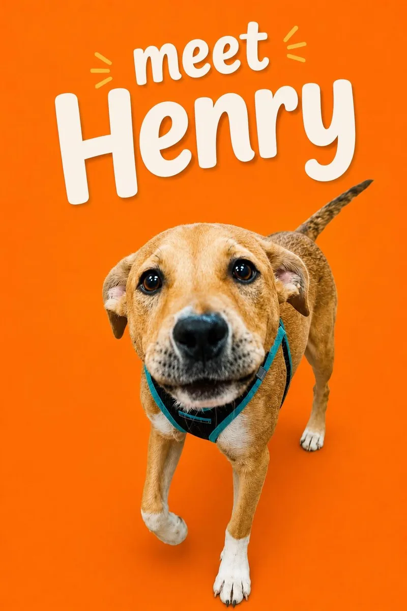 Henry thumbnail 2