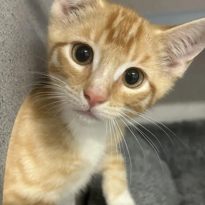 A baby small-sized male Domestic Short Hair cat named Broccoli for adoption in Greenville, PA
