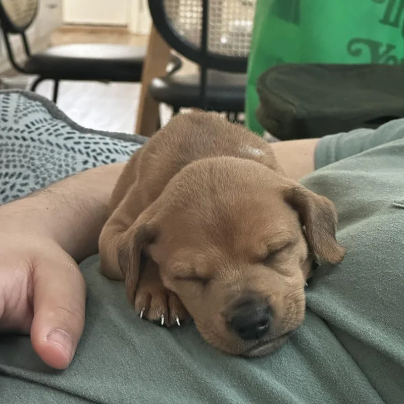 A baby small-sized male Brown / Chocolate Mixed Breed dog named Moss for adoption in Rockville, MD
