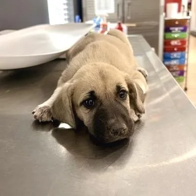 A baby medium-sized female Yellow / Tan / Blond / Fawn Black Mouth Cur dog named Odette for adoption in Livingston, TX
