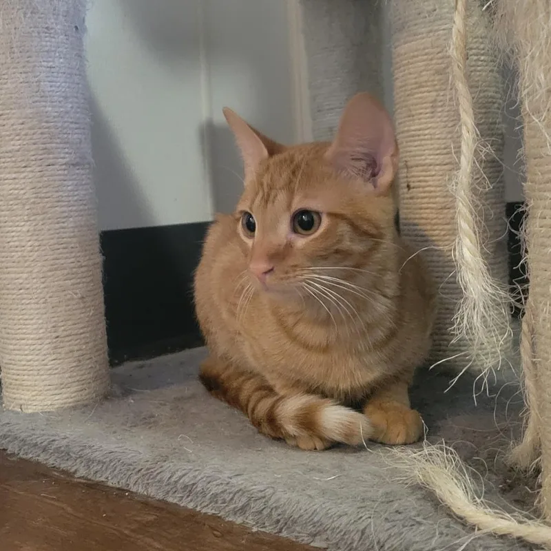 Theodore thumbnail 2