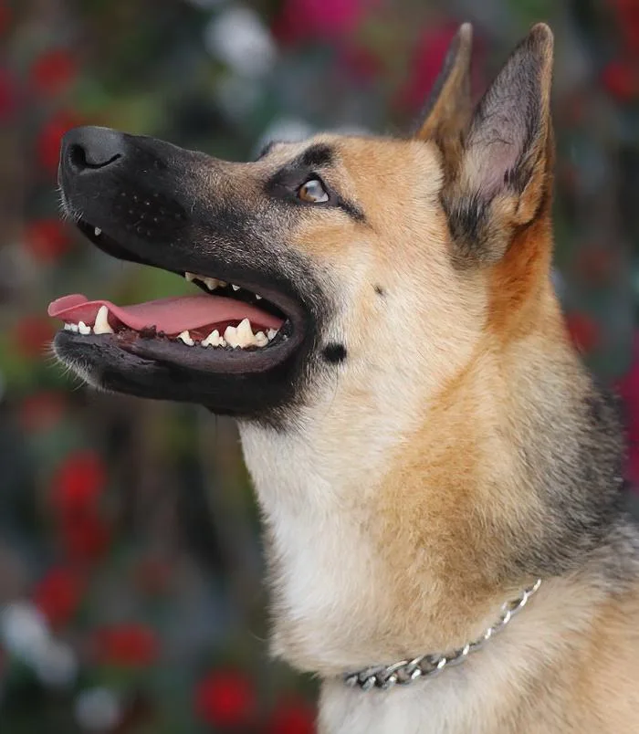 Mija Von Mylau thumbnail 4