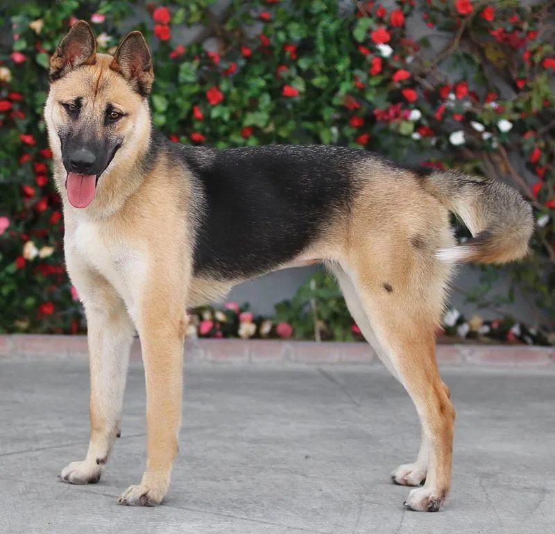 Mija Von Mylau thumbnail 6