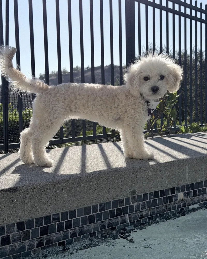 A baby small-sized female Poodle dog named Girly for adoption in Corona, CA