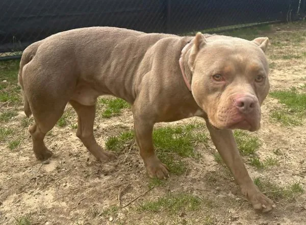 Starburst thumbnail 2