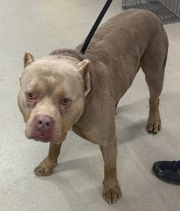 Starburst thumbnail 3