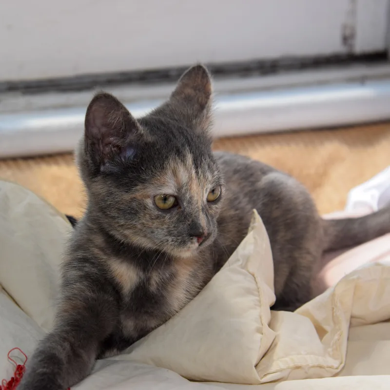 A baby small-sized female Dilute Tortoiseshell Domestic Short Hair cat named Misty Coast for adoption in Richmond, VA