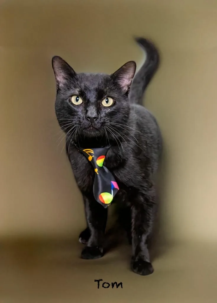 A senior large-sized male Domestic Short Hair cat named Tom for adoption in Hot Springs Village, AR