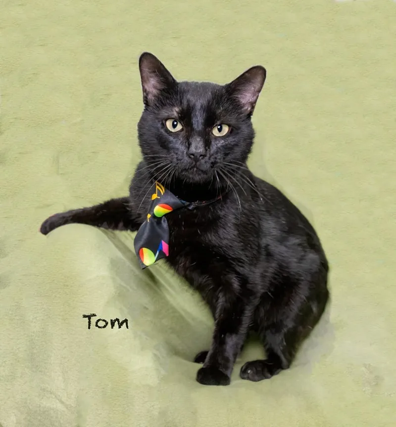 Tom thumbnail 2