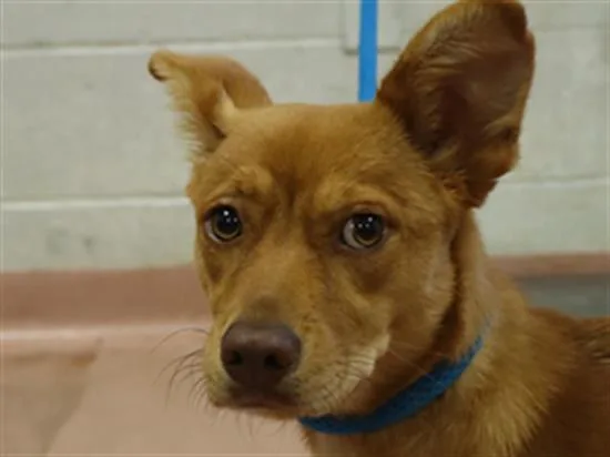 A young small-sized female Mixed Breed dog named Foxy for adoption in Columbia, SC