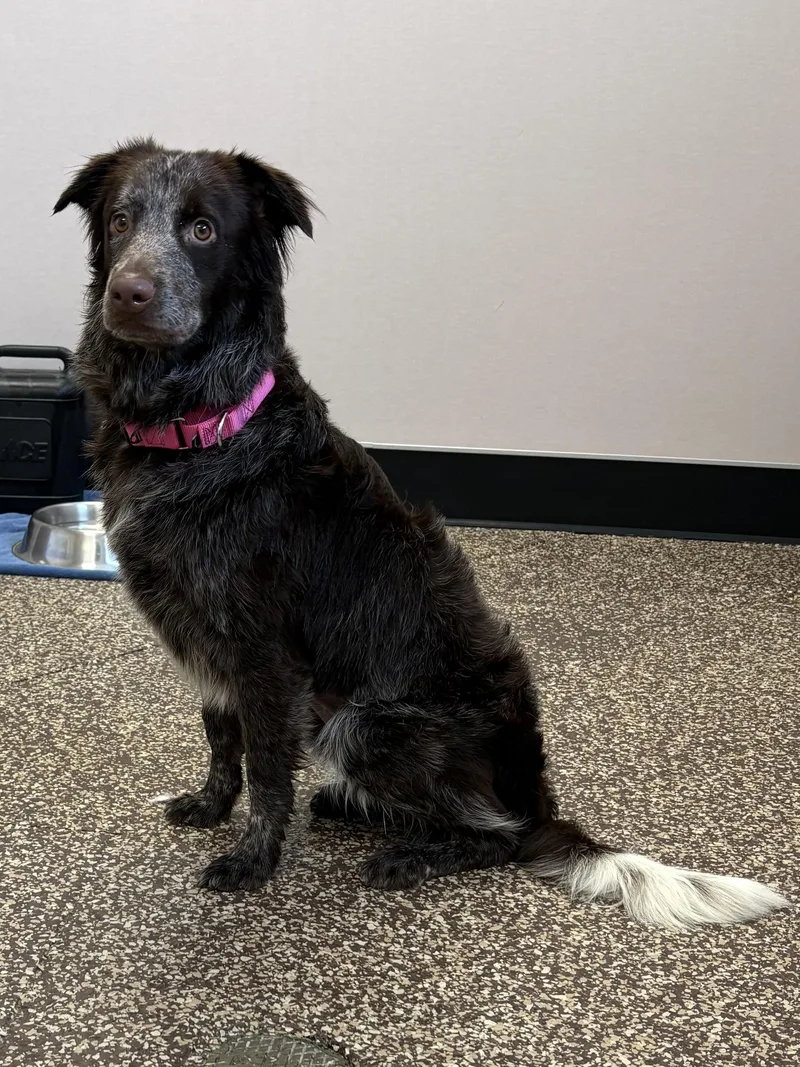 A young medium-sized female Brown / Chocolate Cattle Dog dog named Daisy for adoption in Mesquite, NV