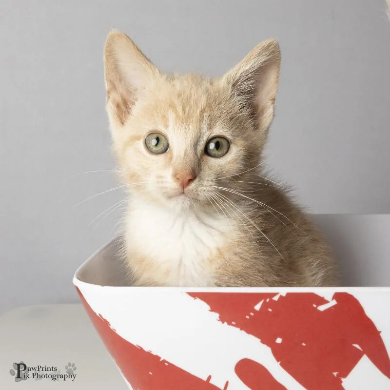 A young medium-sized male Buff / Tan / Fawn Domestic Short Hair cat named Victor for adoption in Maryville, TN