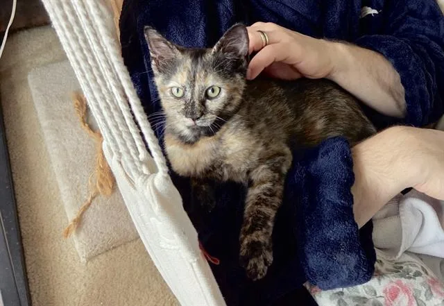 A baby medium-sized female Domestic Short Hair cat named Duchess for adoption in Kent, WA