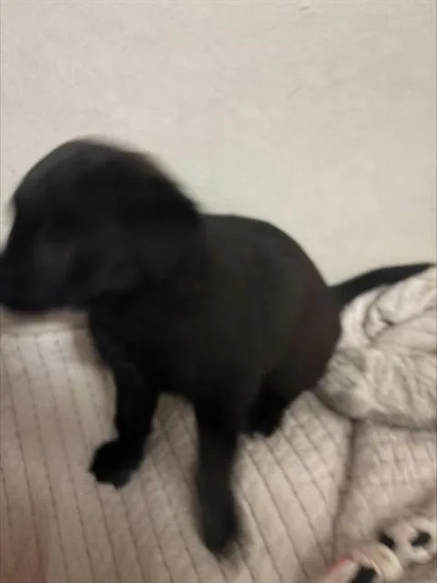 A baby small-sized female Labrador Retriever dog named Heather for adoption in Stockton, CA
