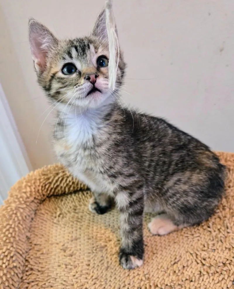 A baby medium-sized female Domestic Short Hair cat named Rookidee for adoption in Evans, GA