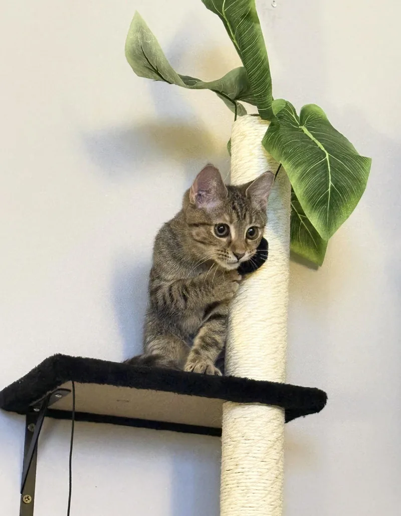 A baby medium-sized female Domestic Short Hair cat named Arby for adoption in Nashville, TN