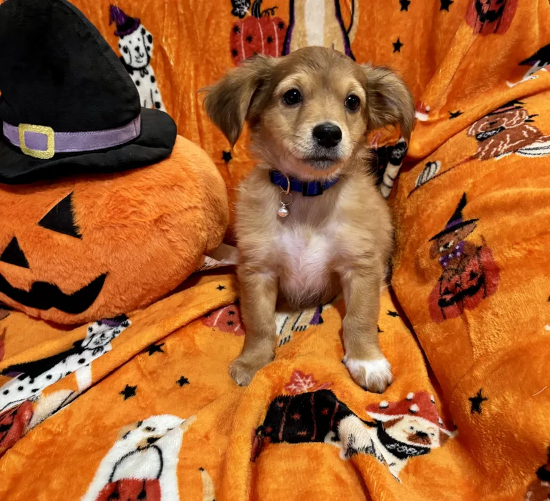 A baby small-sized male Red / Chestnut / Orange Chiweenie dog named Snoopy for adoption in Corona, CA