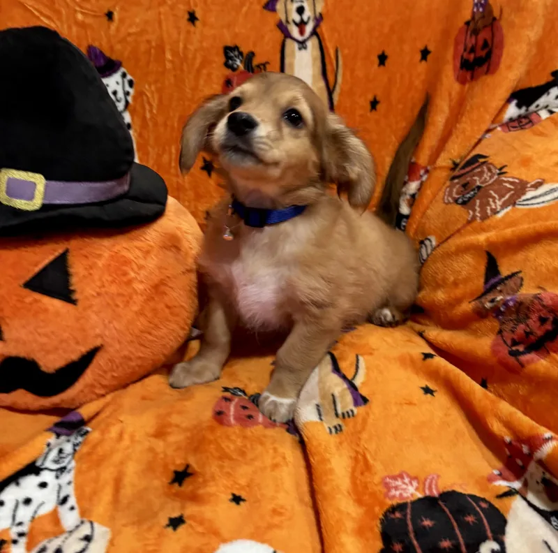 Snoopy thumbnail 2