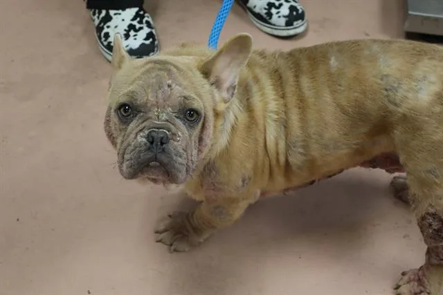 A young small-sized male Mixed Breed dog named Bing Bong for adoption in Columbia, SC