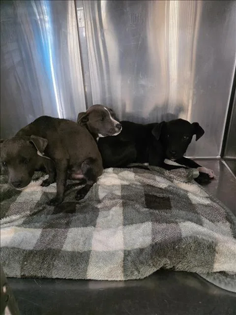 A baby small-sized female Pit Bull Terrier dog named Anastacia for adoption in San Pedro, CA
