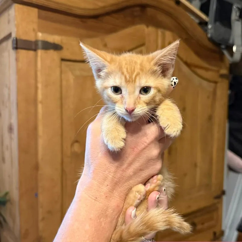 A baby small-sized female Orange / Red Domestic Short Hair cat named Symba for adoption in Richmond, IN