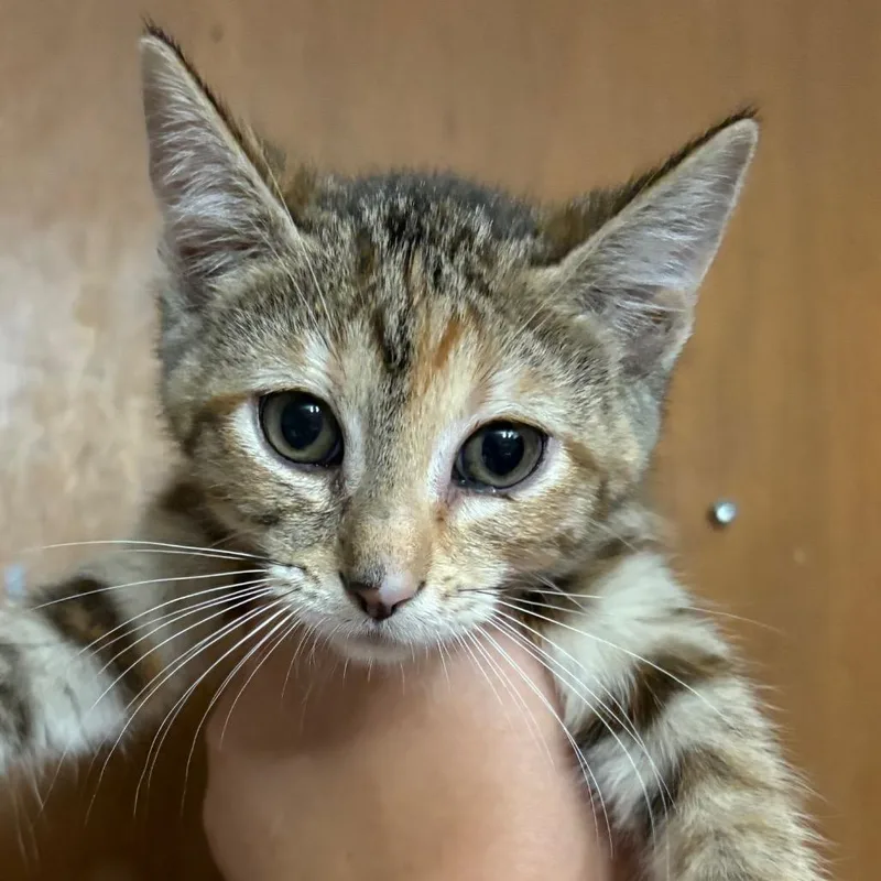 A baby small-sized female Torbie Domestic Short Hair cat named Eloise for adoption in Coralville, IA