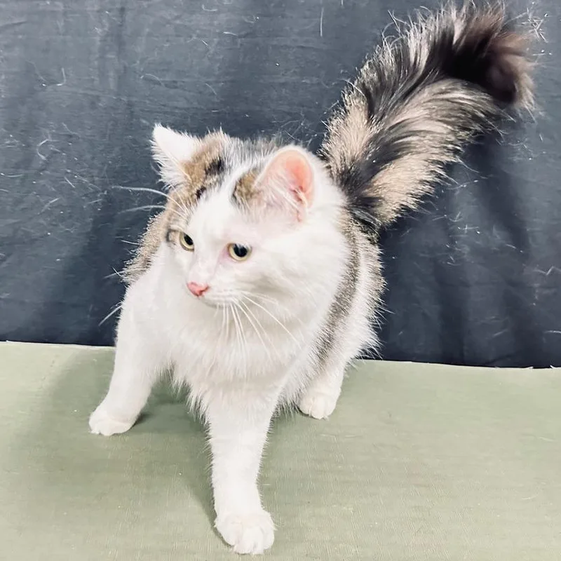 A young small-sized female Brown / Chocolate Domestic Long Hair cat named Penelope for adoption in Greensburg, PA