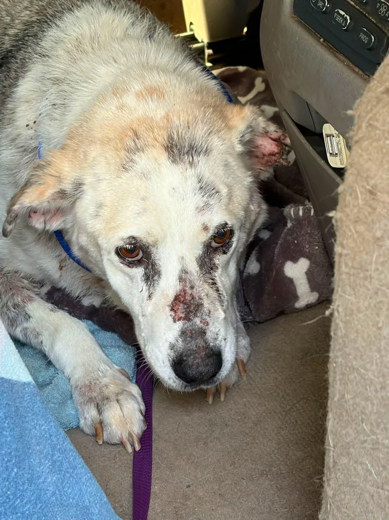 An adult medium-sized female Labrador Retriever dog named Molly for adoption in Panama City, FL