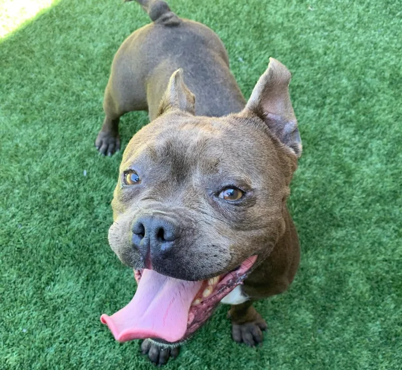 An adult medium-sized female Gray / Blue / Silver French Bulldog dog named Urgent Time Is for adoption in San Marcos, CA