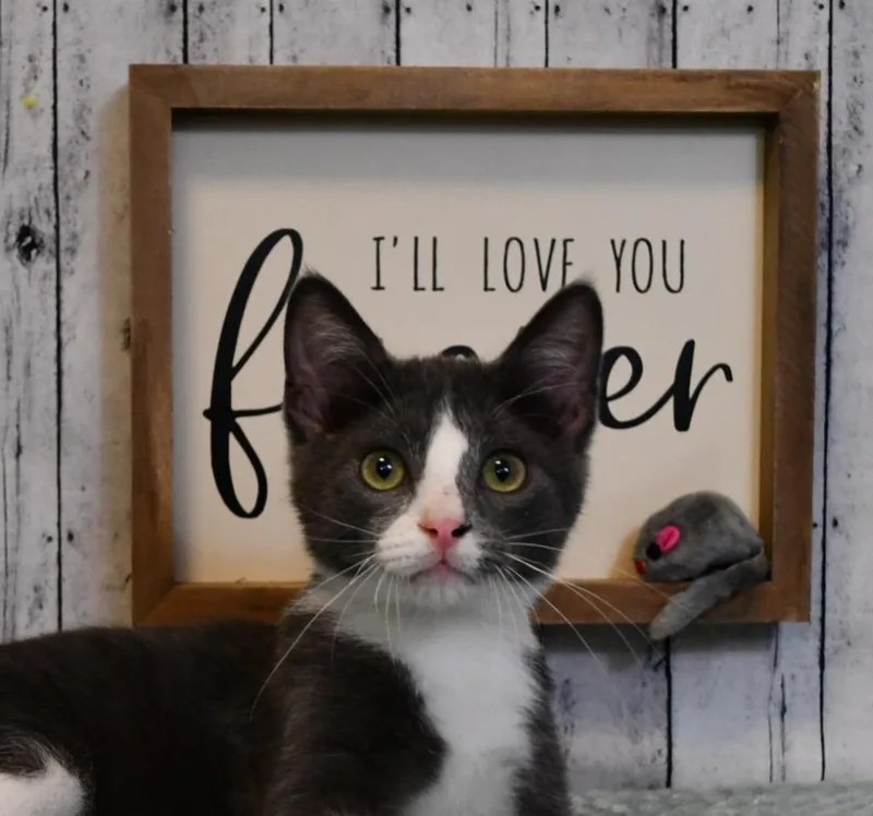 A baby small-sized male Domestic Short Hair cat named Dalton for adoption in Roanoke, TX