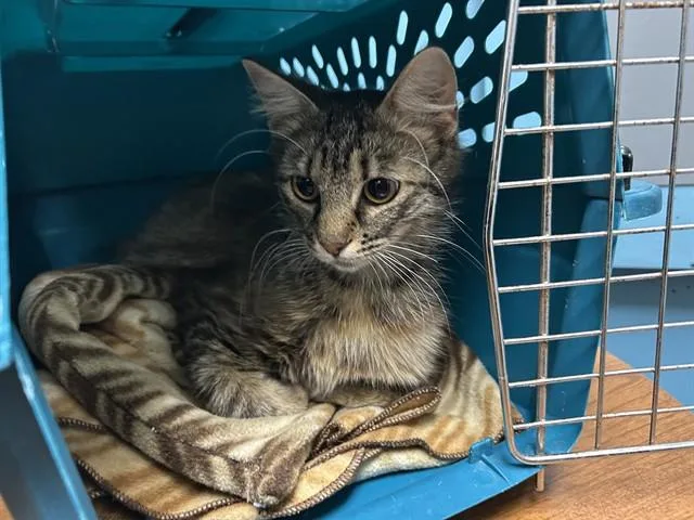 A young medium-sized female Domestic Medium Hair cat named Mama Berry for adoption in Garland, TX