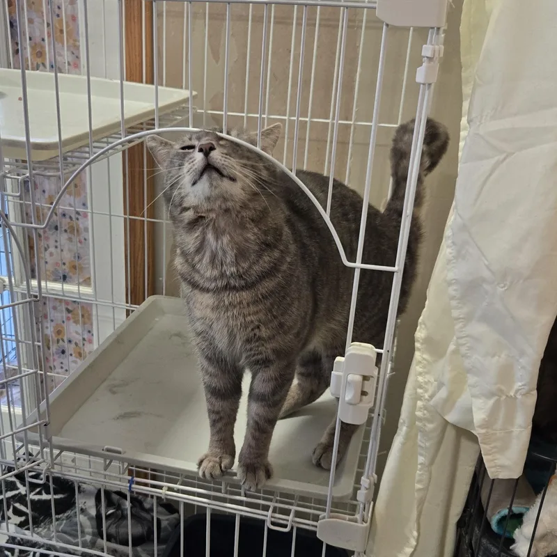 Higgenbottom thumbnail 2