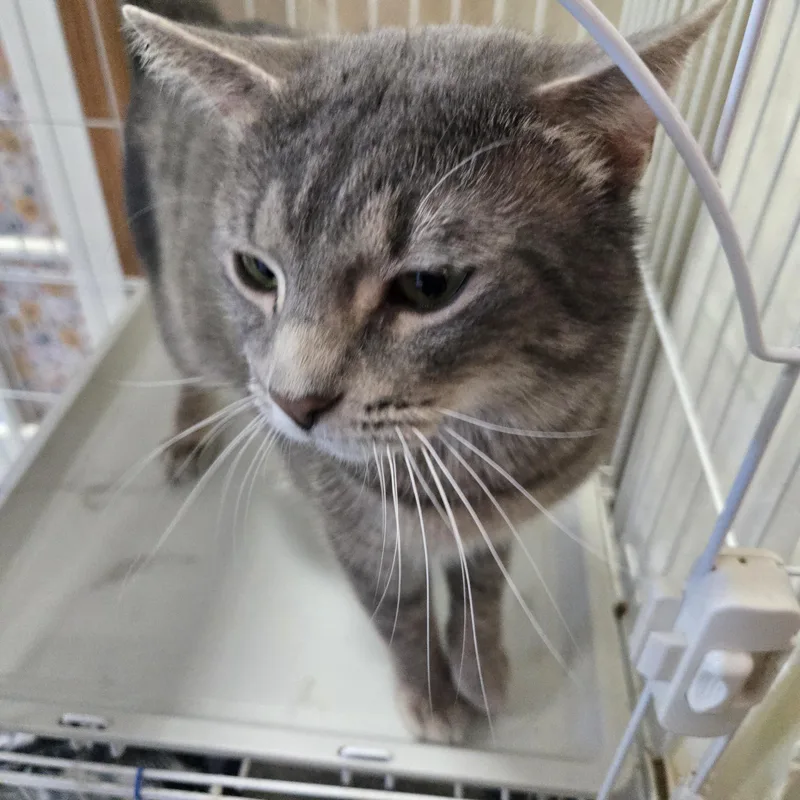 Higgenbottom thumbnail 3