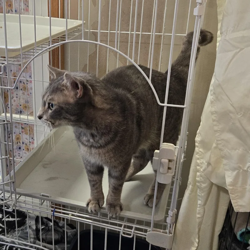 Higgenbottom thumbnail 4