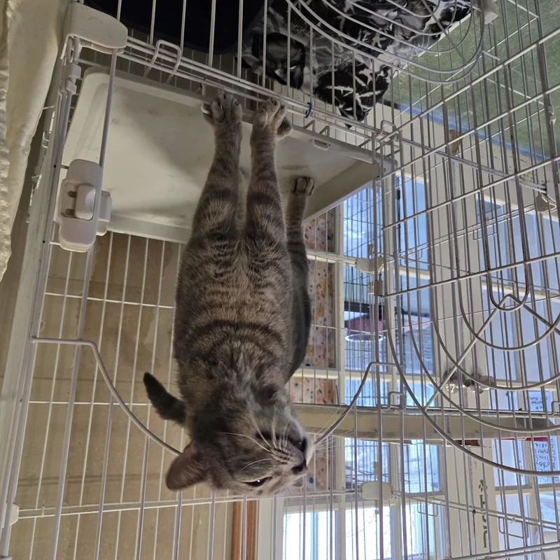 Higgenbottom thumbnail 5