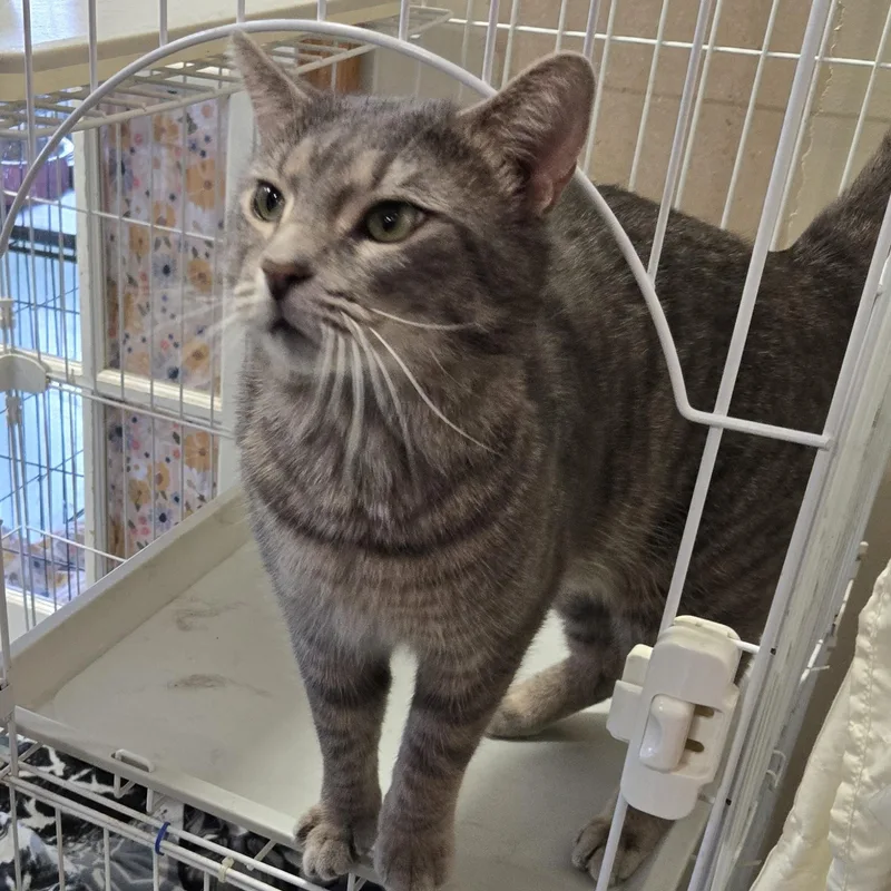 Higgenbottom thumbnail 6