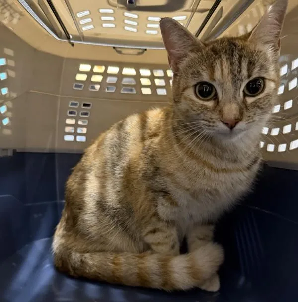 A young medium-sized female Domestic Short Hair cat named Honey for adoption in Escondido, CA