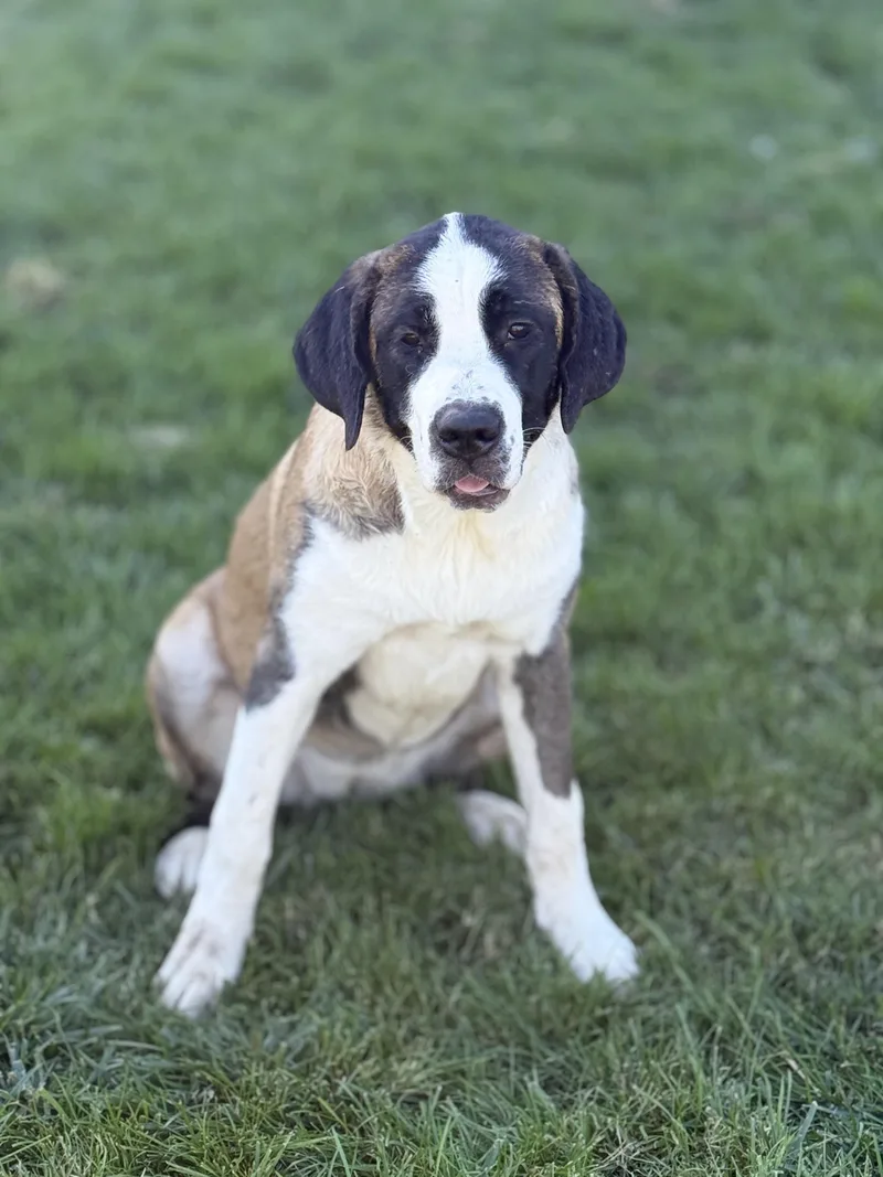 A young medium-sized female Saint Bernard dog named Blossom for adoption in Bellflower, CA
