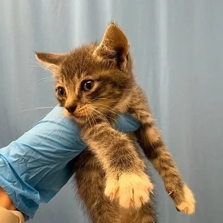 A baby small-sized female Torbie Domestic Short Hair cat named Chloe for adoption in Bastrop, TX