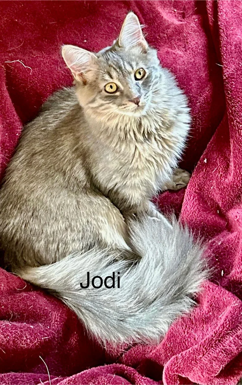 Jodi