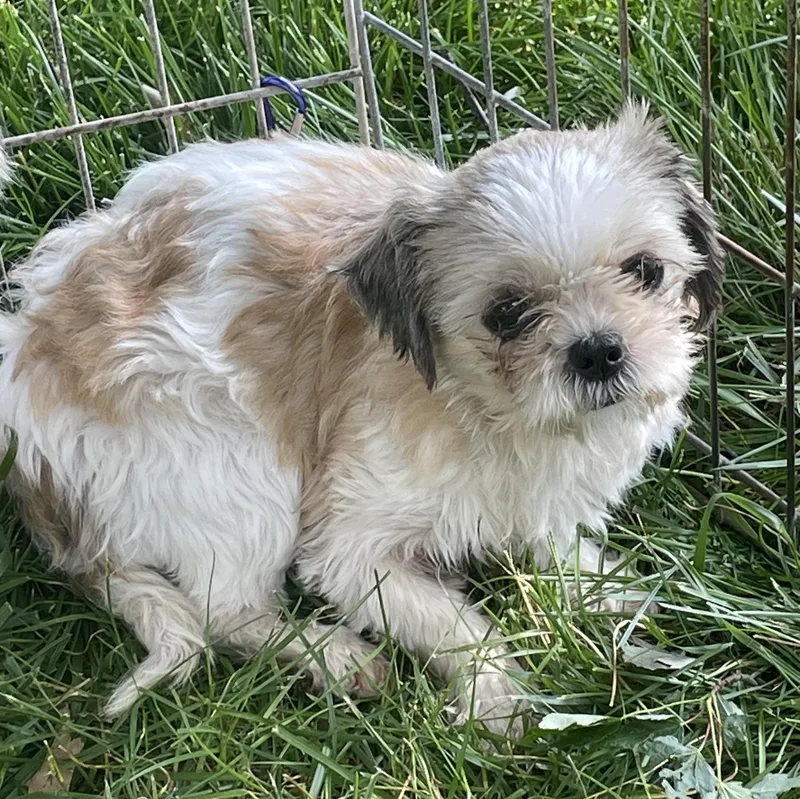 An adult small-sized female Shih Tzu dog named Ginger for adoption in Overland Park, KS
