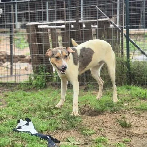 A young medium-sized male White / Cream Catahoula Leopard Dog dog named Phoenix for adoption in Dover, AR