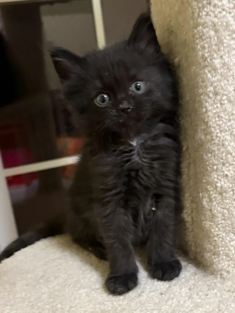 A baby medium-sized male Domestic Medium Hair cat named Binx for adoption in Big Rapids, MI