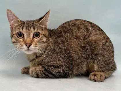 A young small-sized female Domestic Short Hair cat named Skittles for adoption in Coon Rapids, MN