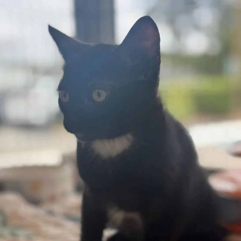 A baby small-sized female Black Domestic Short Hair cat named Nautica for adoption in Chesapeake, VA