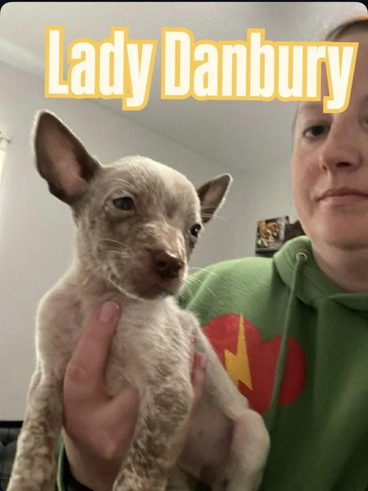 Lady Danbury