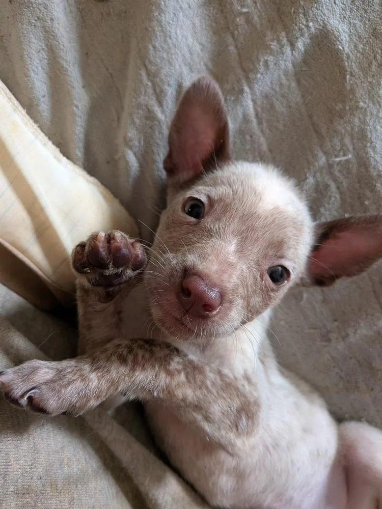 Lady Danbury thumbnail 2