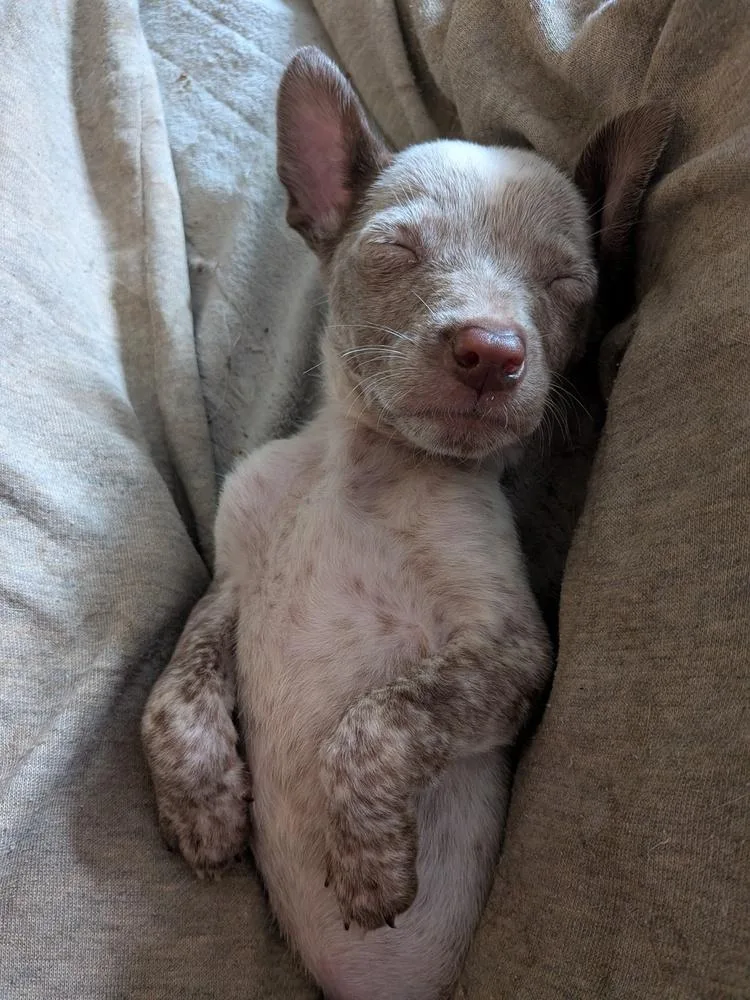 Lady Danbury thumbnail 3